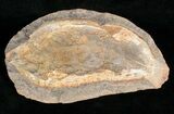 Pteronisculus Fossil Fish From Madagascar - Triassic #16731-2